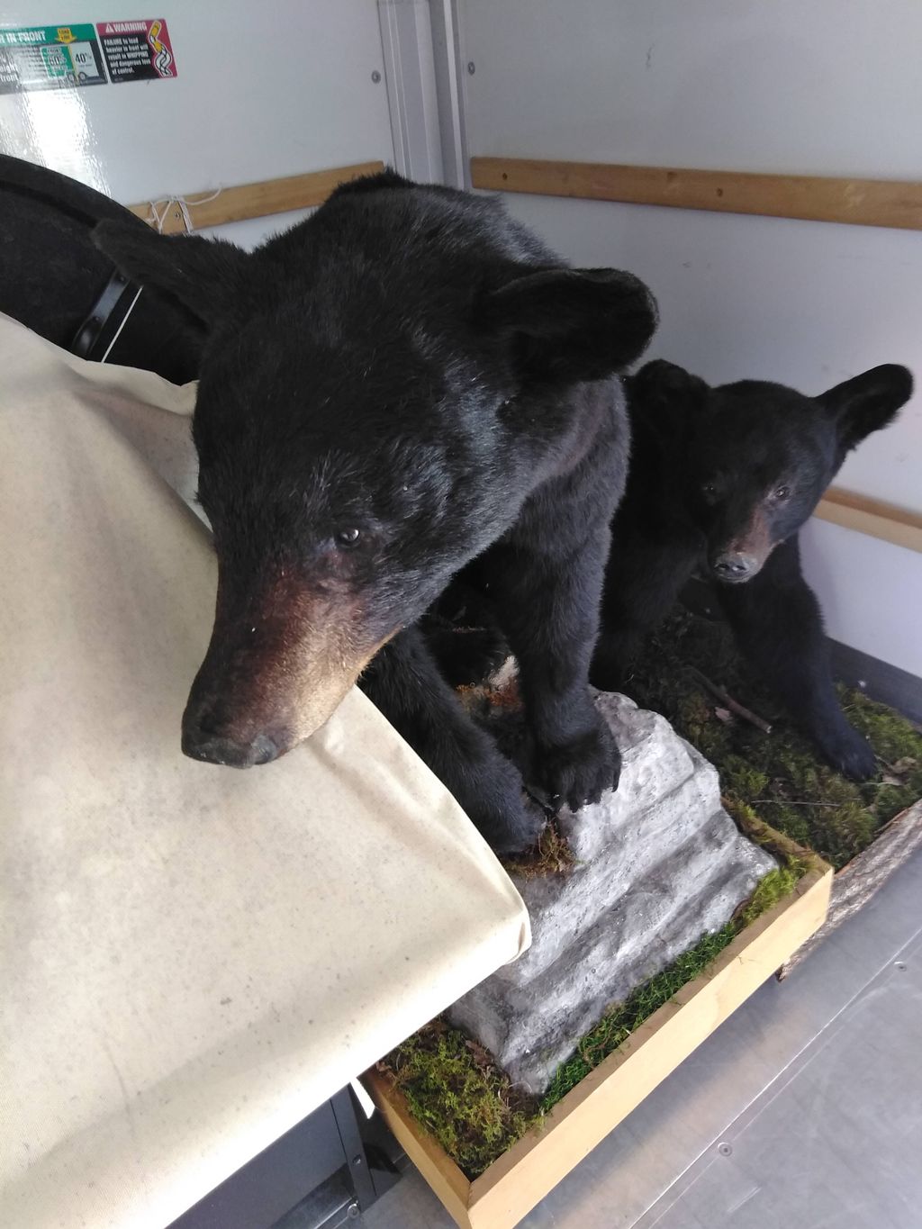moving bears and pianos 