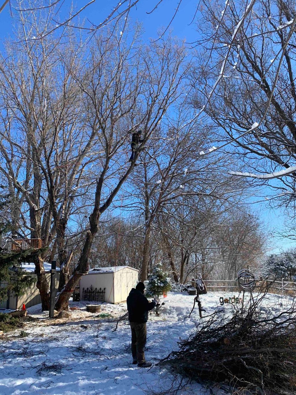 Tree Trimming and Removal