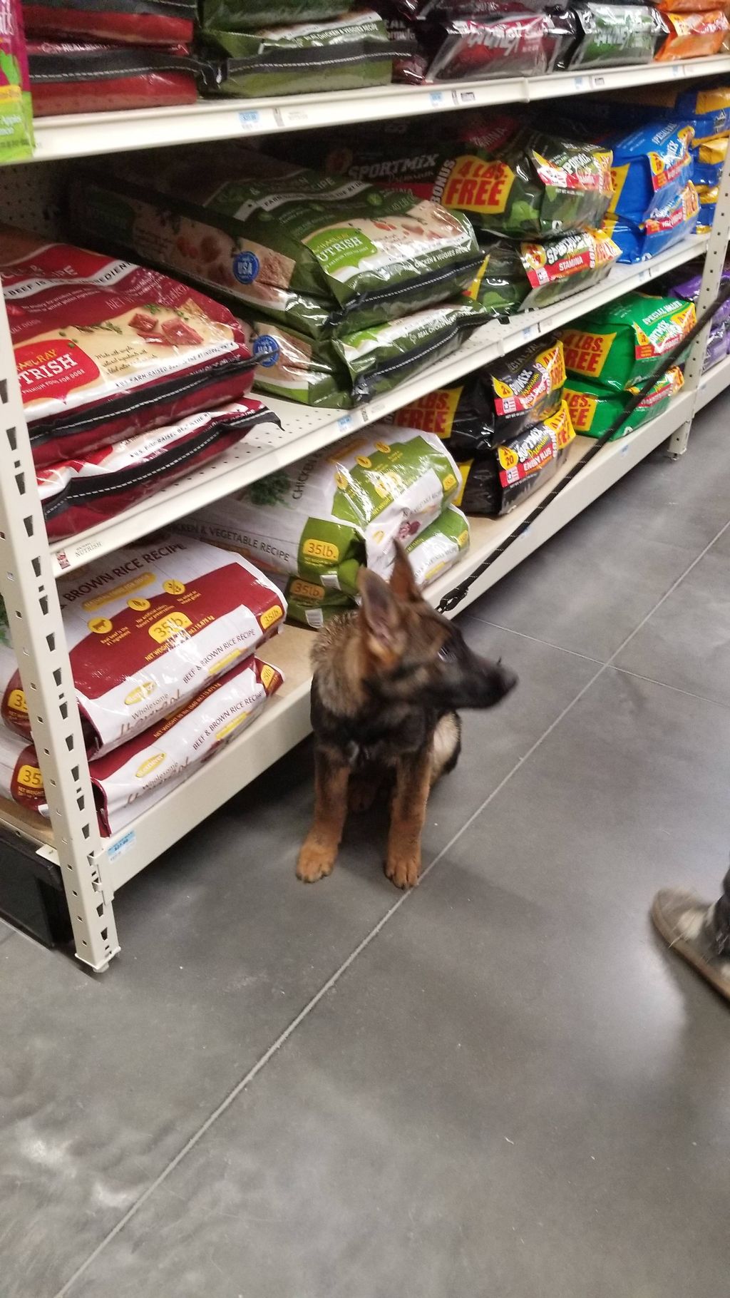 Board & training Charlie