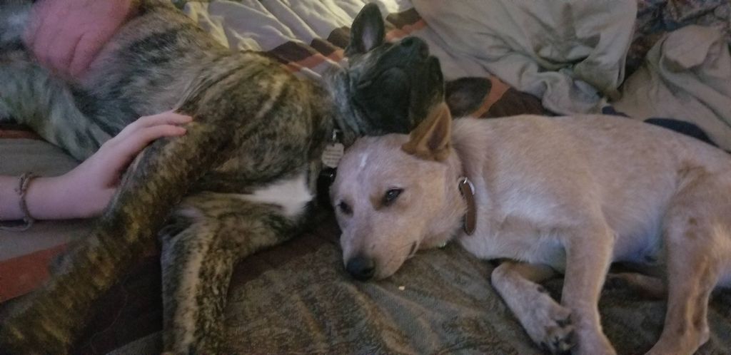 Cagefree boarding with Dex