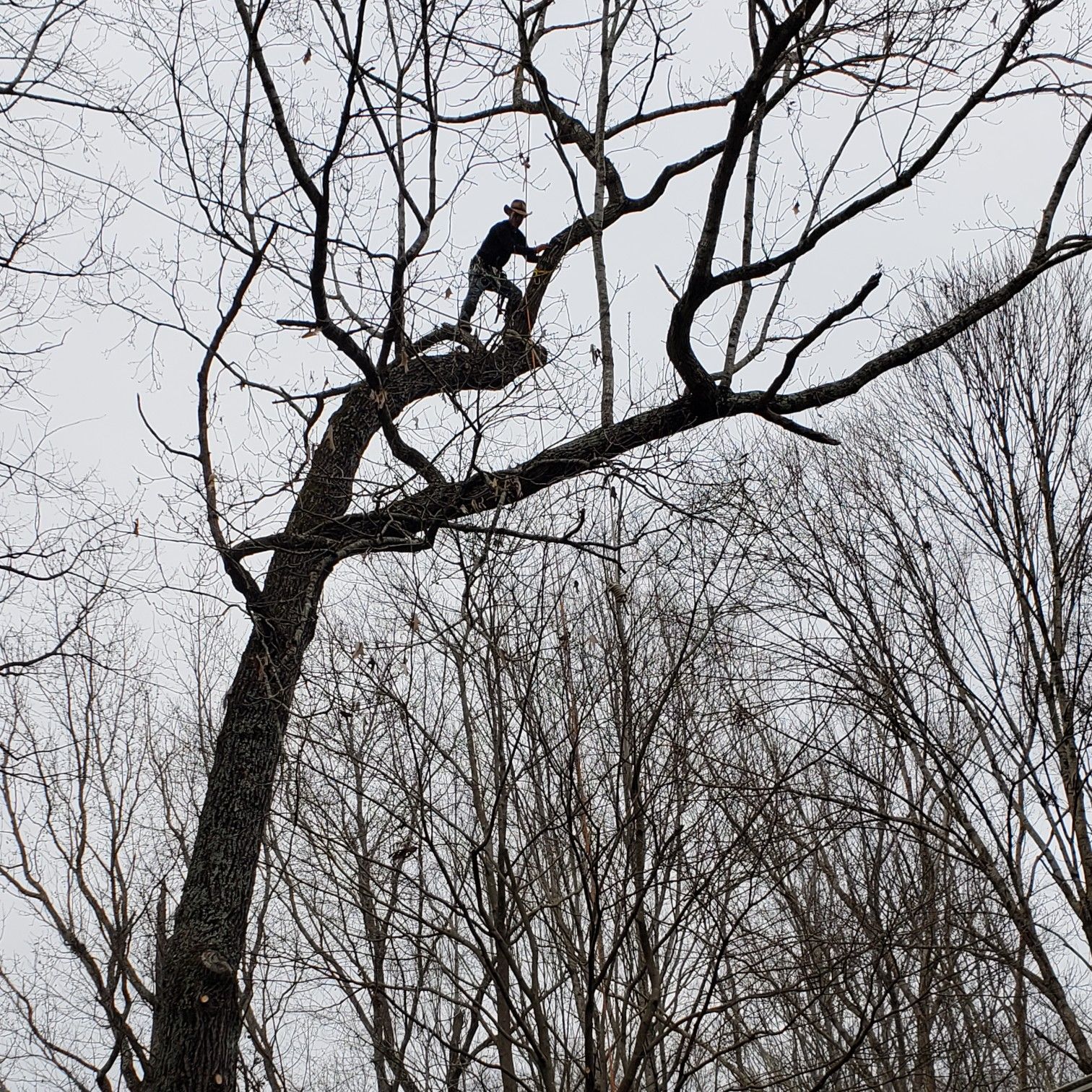 Golden Boys Tree Service Charlotte, NC Thumbtack