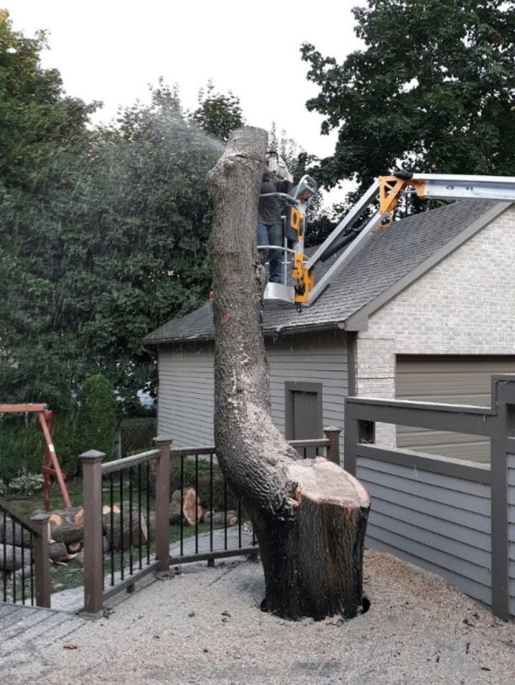 Tree Stump Grinding and Removal