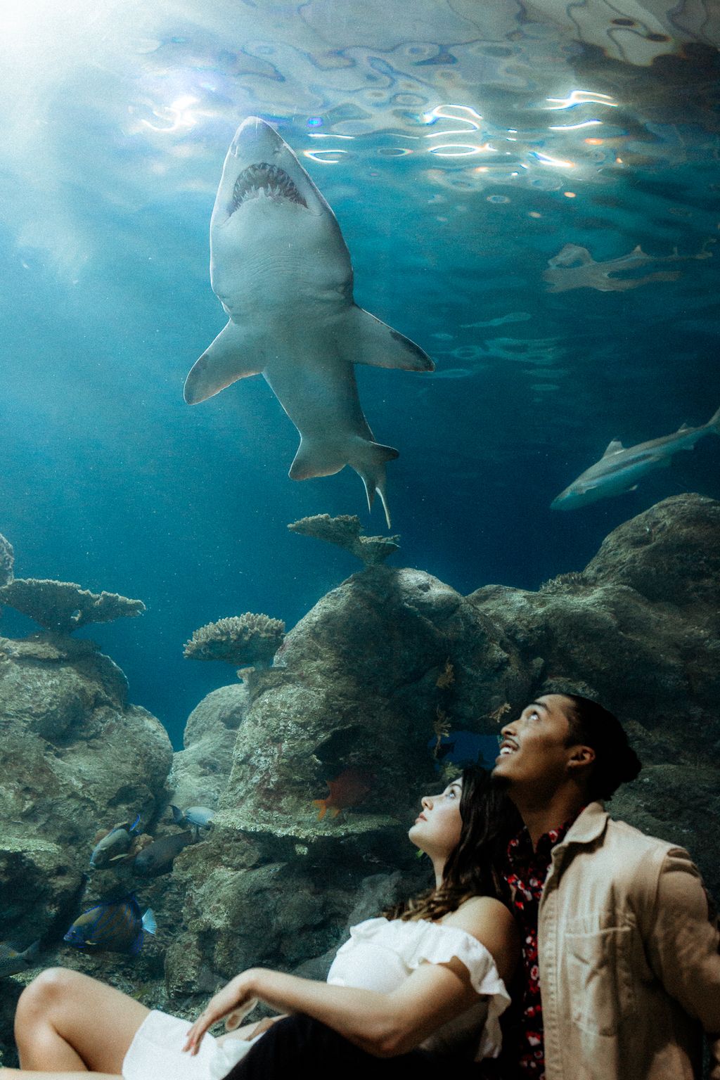 Aquarium engagement