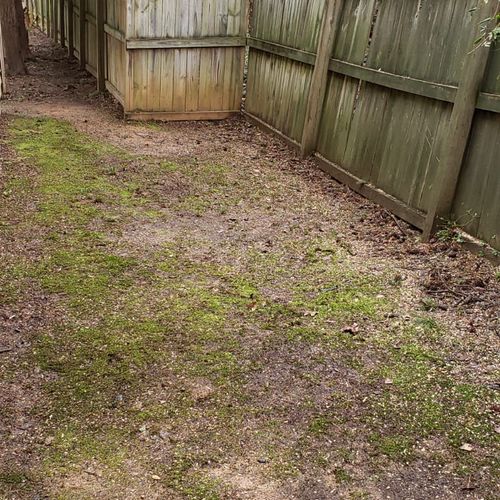 LumberJack Tree Service Charlotte, NC