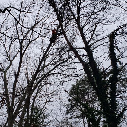 LumberJack Tree Service Charlotte, NC