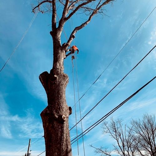 Tree Stump Grinding and Removal