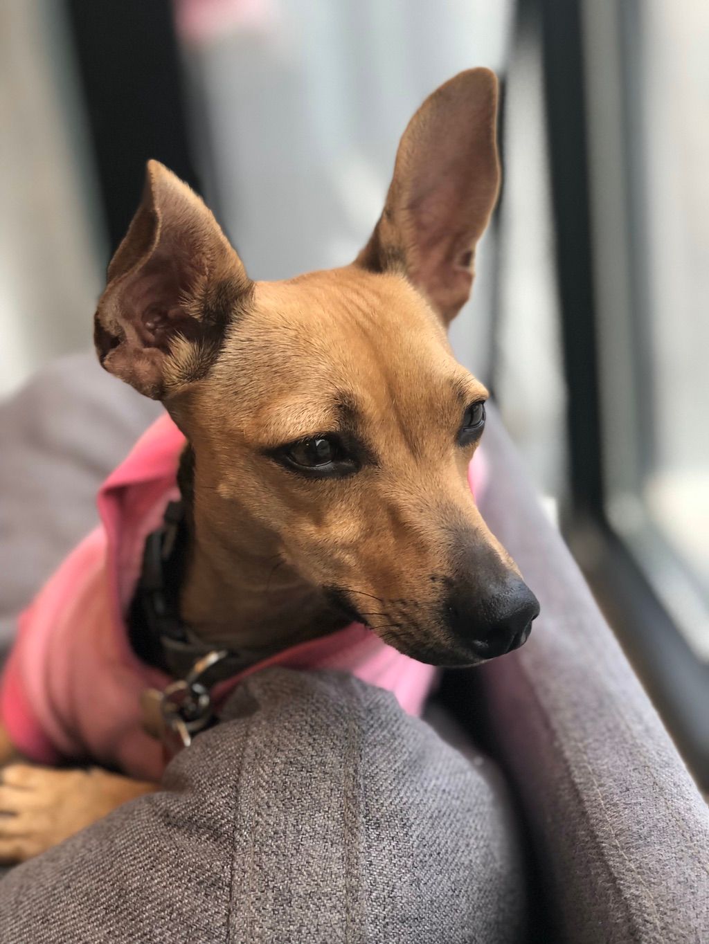 She just loves to look out the window 😊
