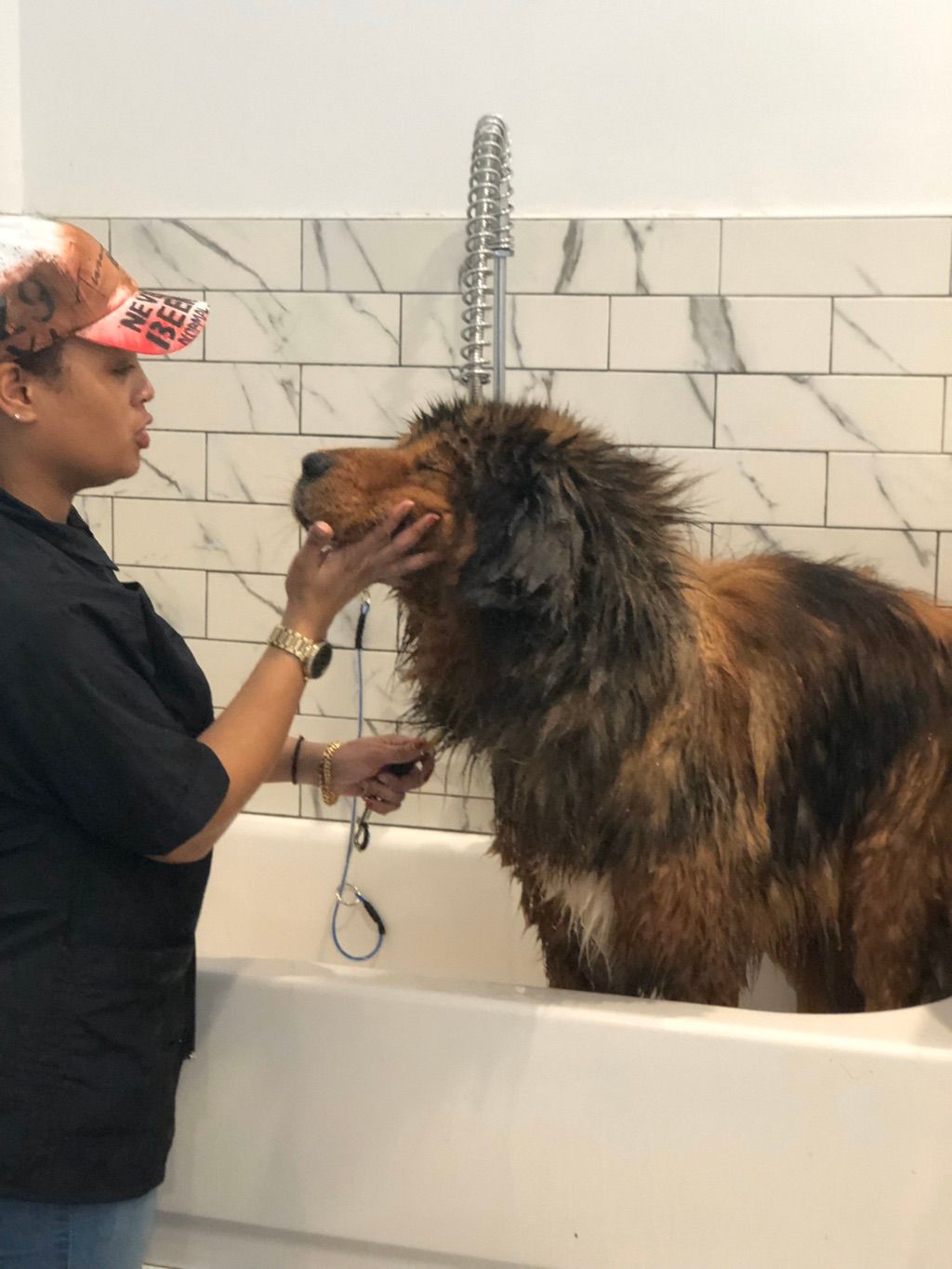 Tibetan Mastiff bath and blow