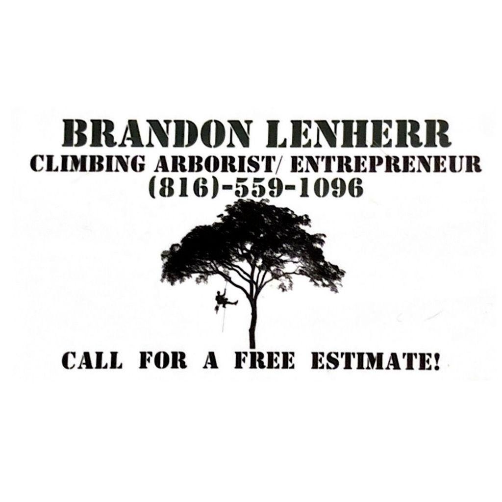 KC Tree Surgeon