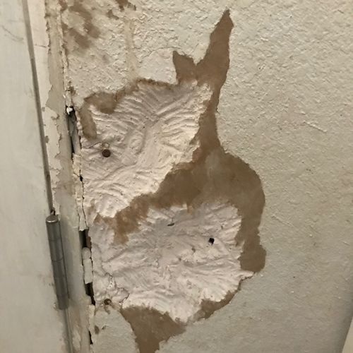 My dog Bruce was eating through dry wall, couldn’t