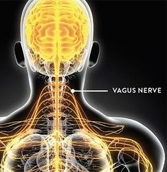 Promoting proper Vagal Response 