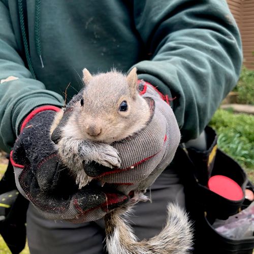Squirrel Removal | Reston, Virginia