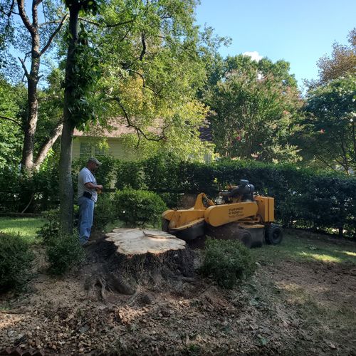 Genesis Tree Service Manassas VA - Free Quotes 571-732-3900