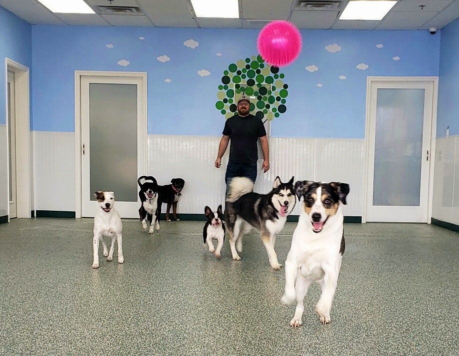 Indoor Play Yard