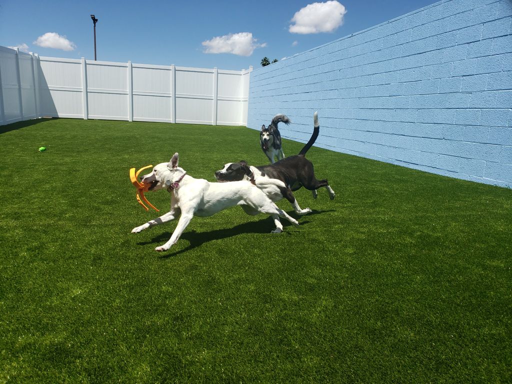 Outdoor Play Yard