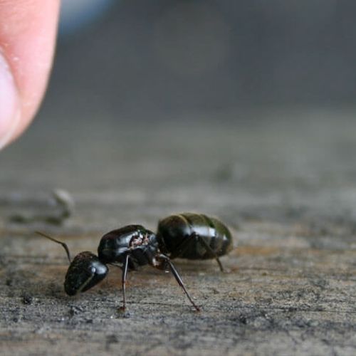 Carpenter Ants!
