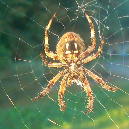 Orb Weaver Spider!