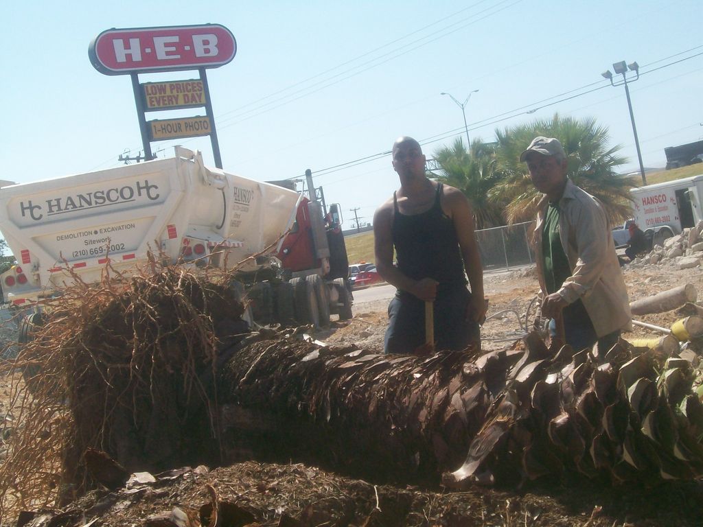 palm tree removal 