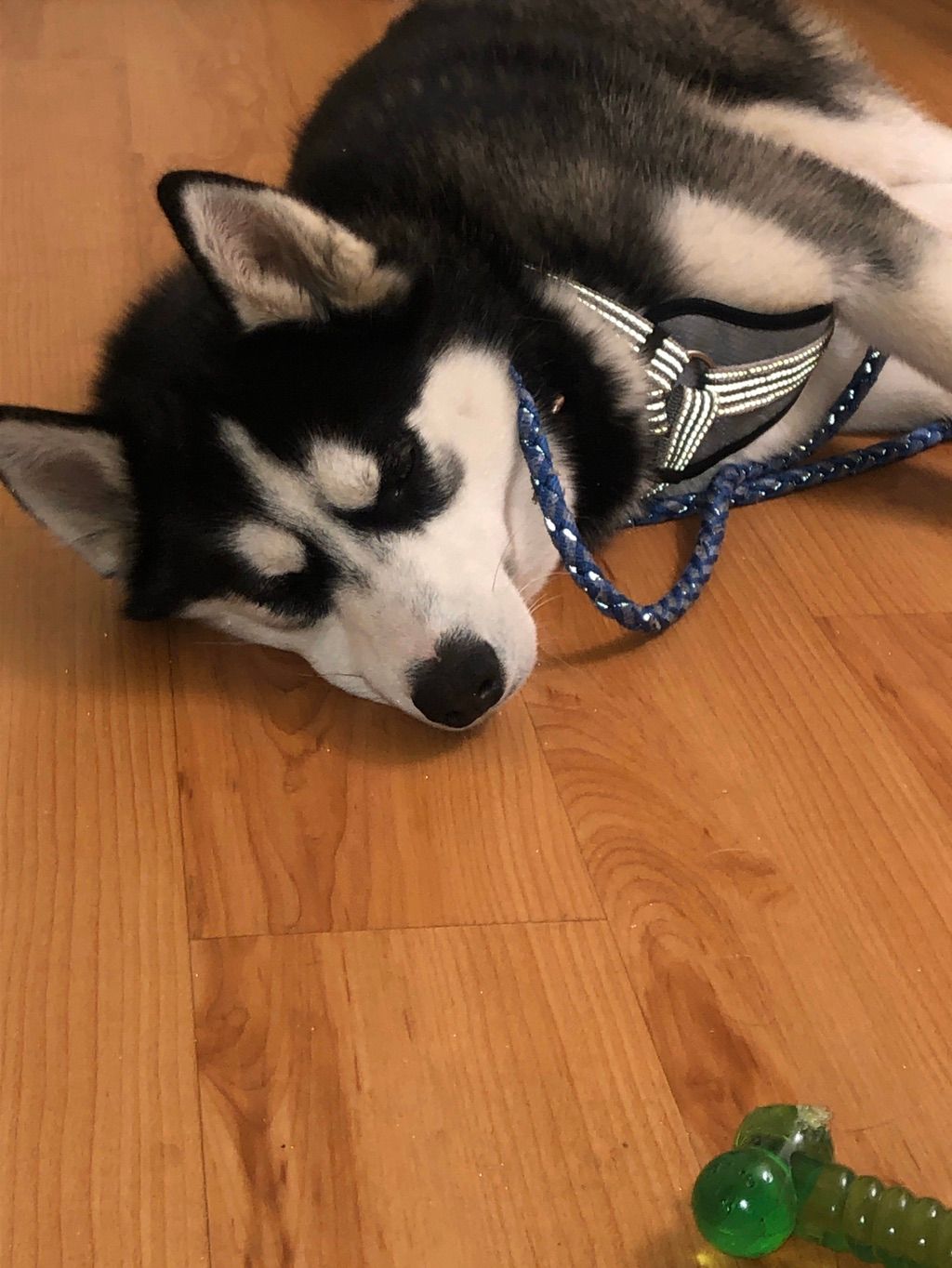 Lobo threw himself on the floor right after our lo