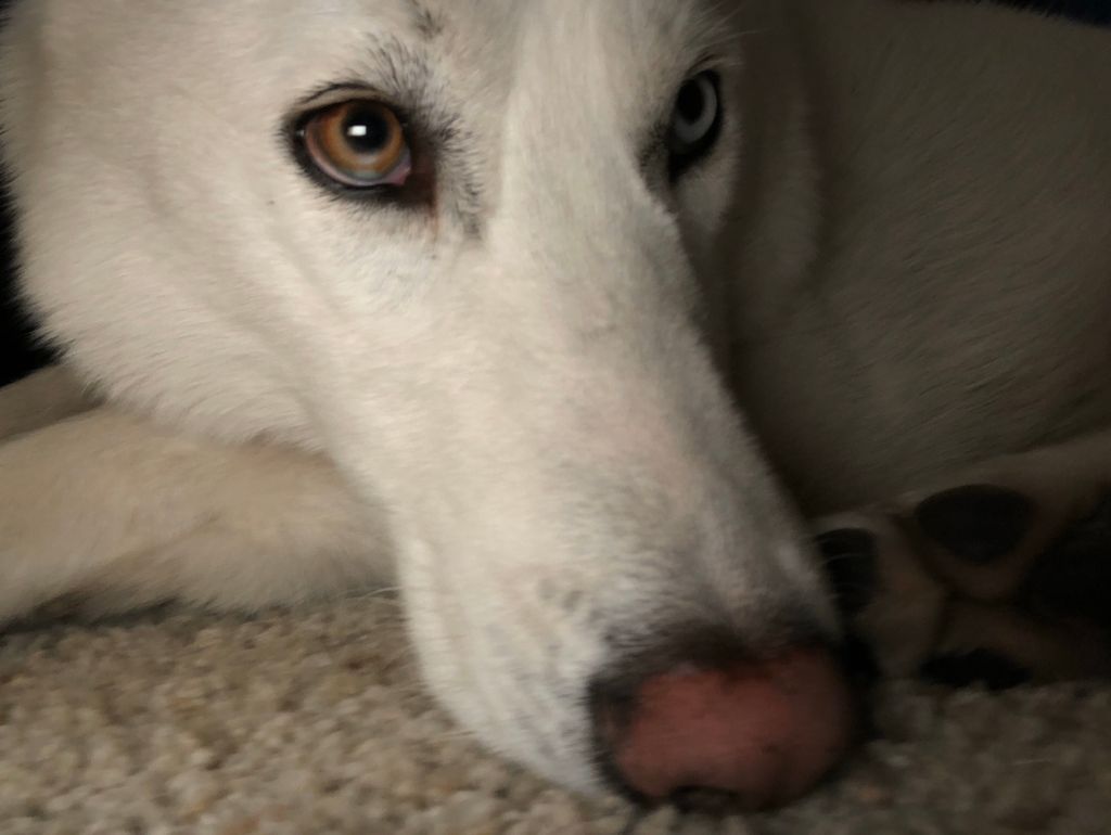 Oso being a cutie 🐾 