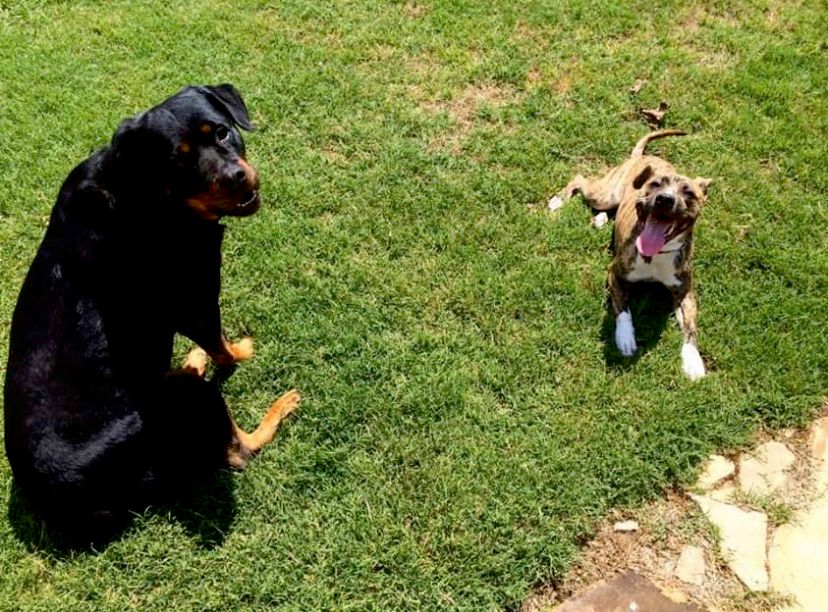 Prada and Anya are inseparable 🥰
