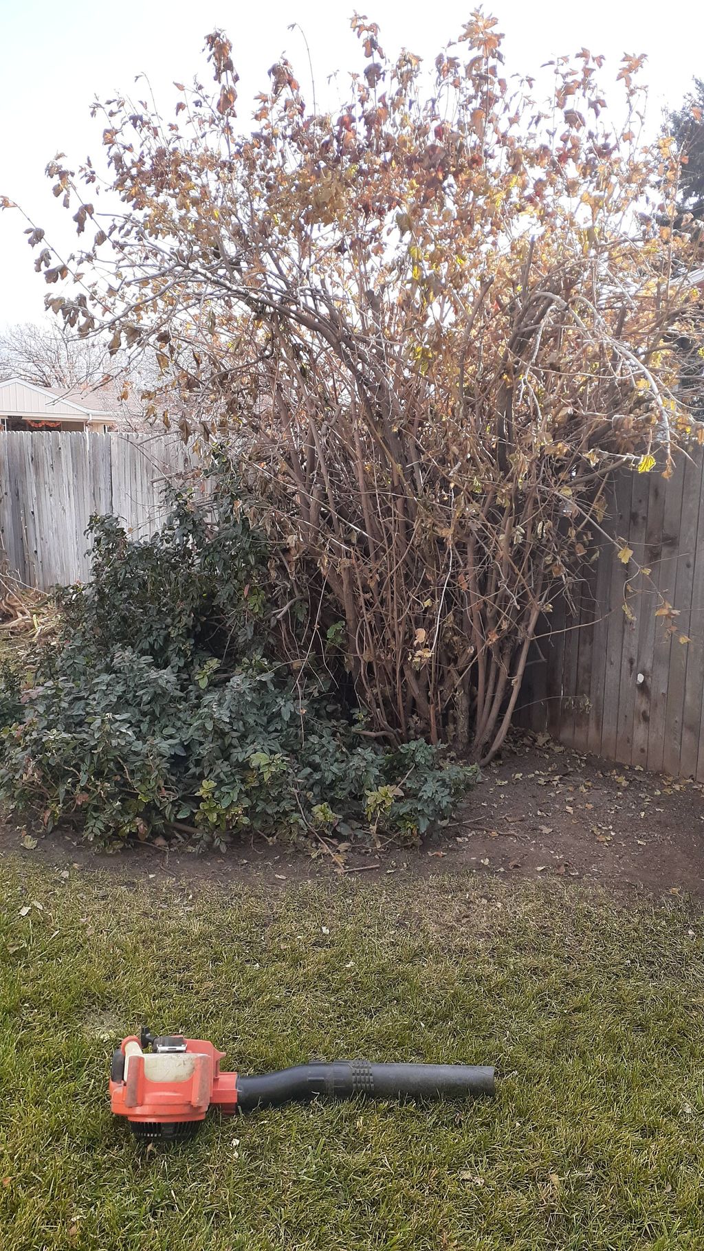 Bush.: We pulled the dead tree out and pruned the 