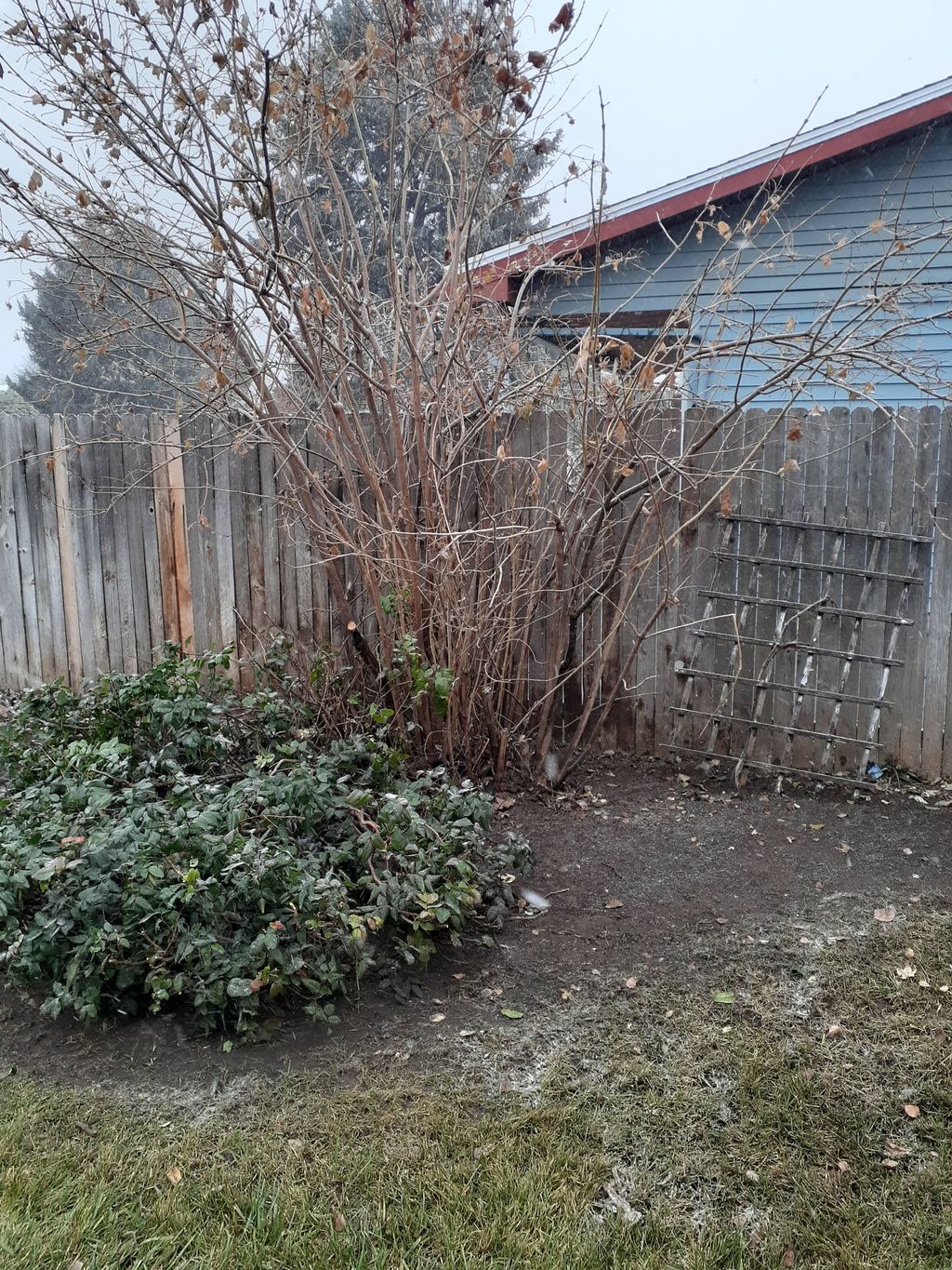 The before picture: it was a dead tree, in the mid