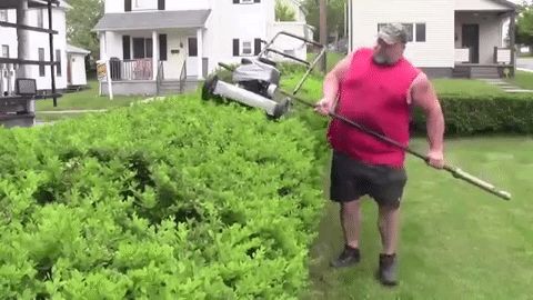 Hedge Trimming