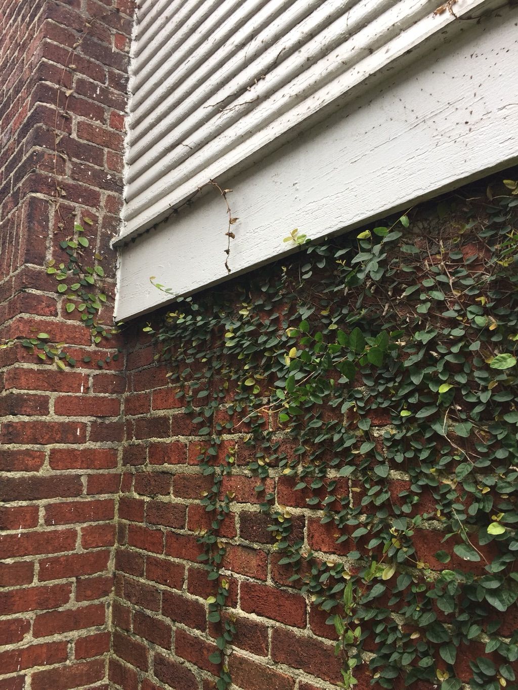 Ivy Removal Before