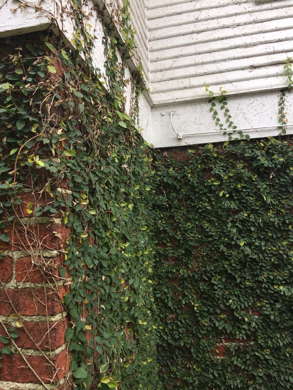 Ivy Removal Before