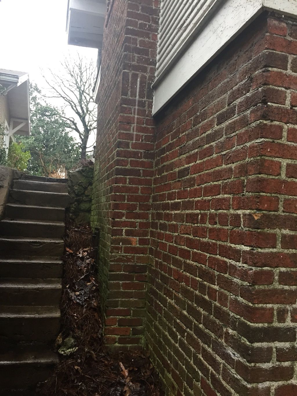 Ivy Removal - After