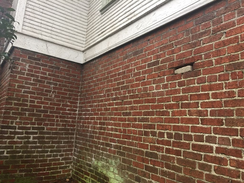 Ivy Removal - After