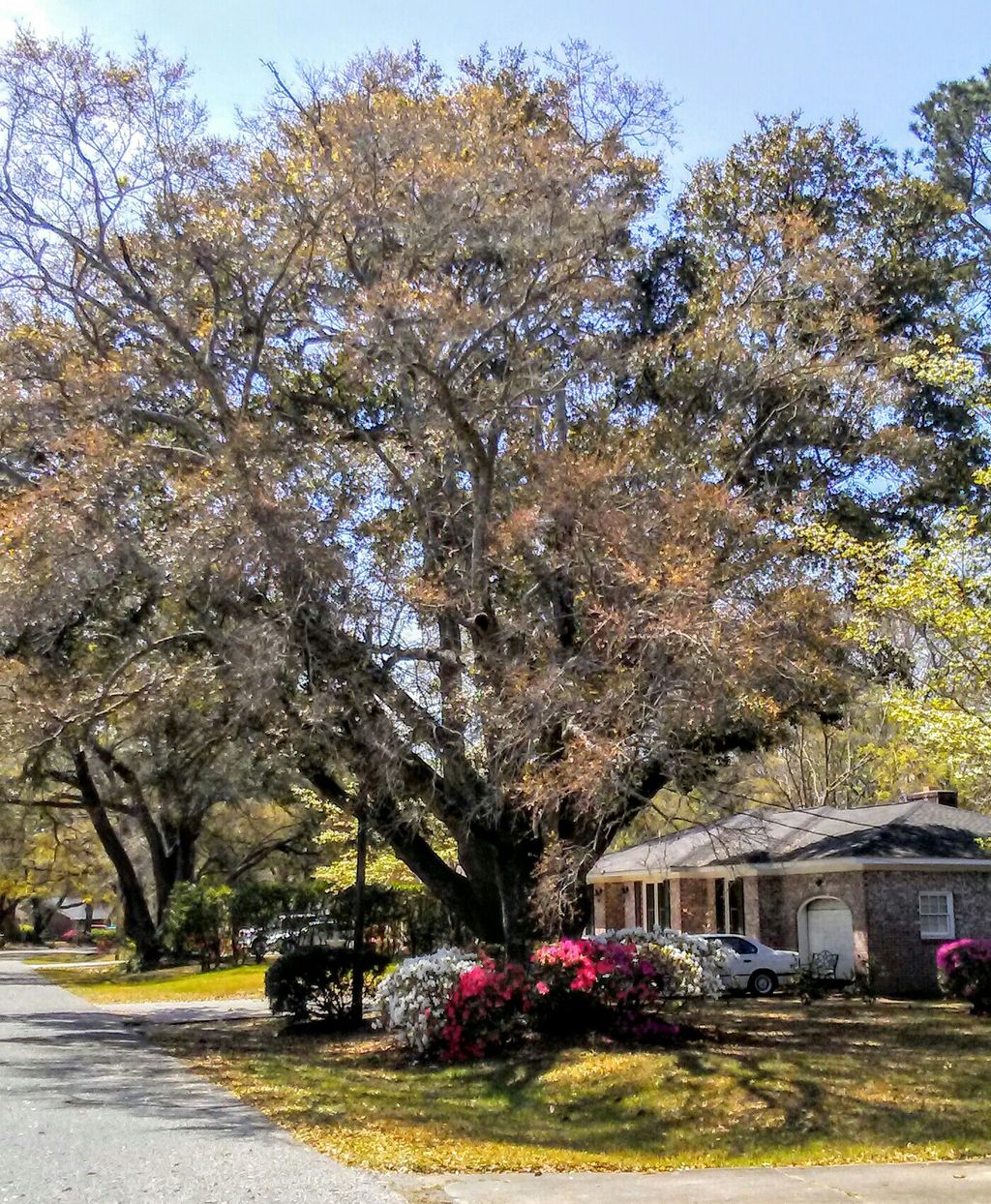 I submitted the winning bid for this removal proje