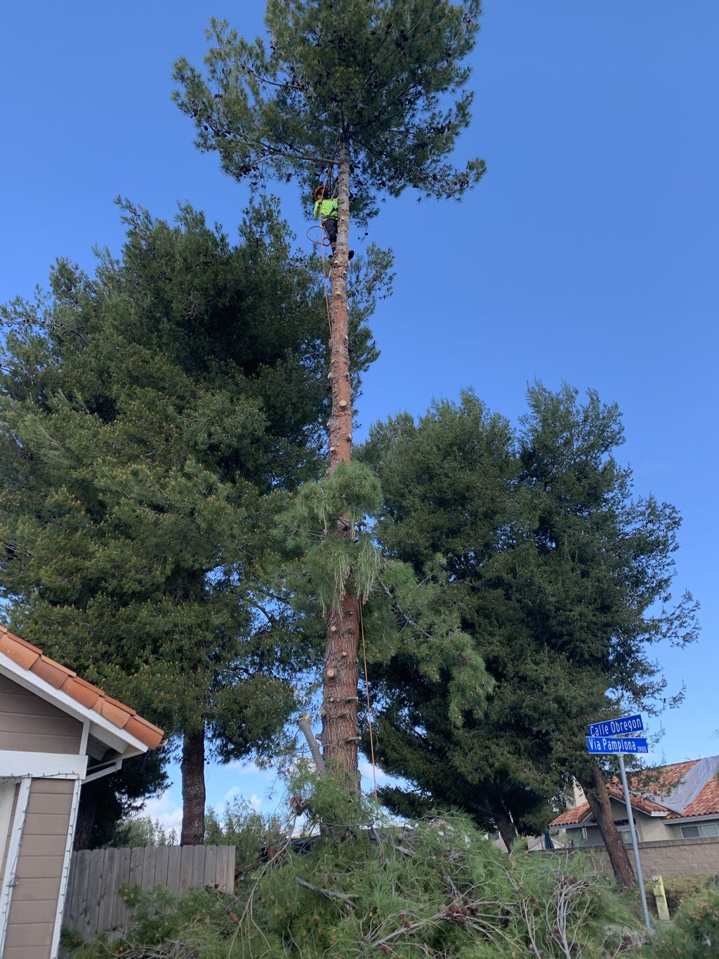 Tree Trimming and Removal