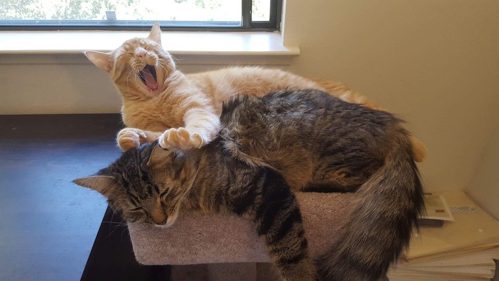 My two current cats