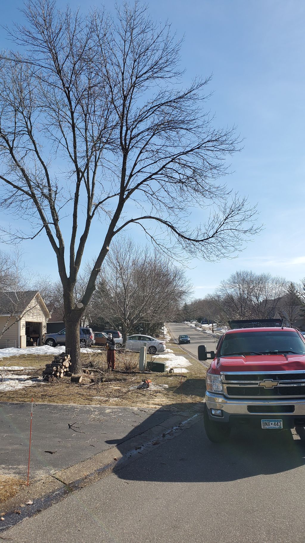 Tree Trimming and Removal