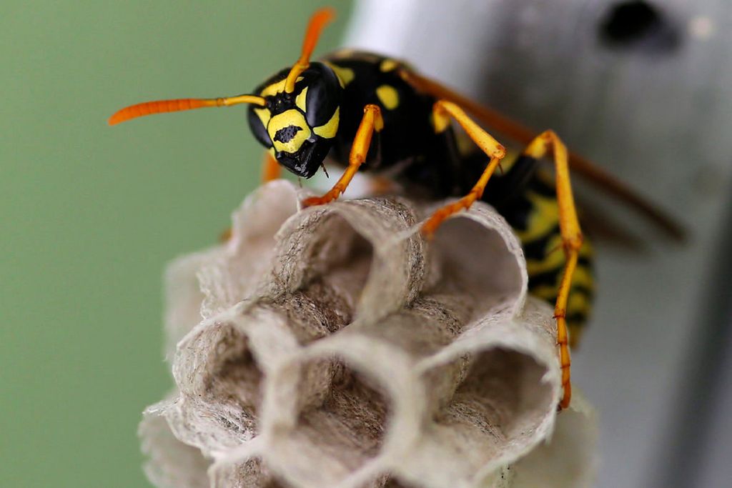 Prevent wasps, GUARANTEED