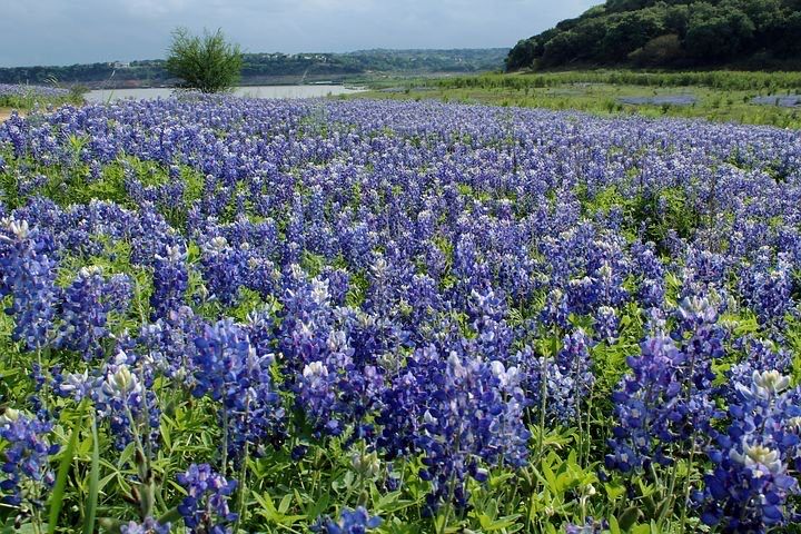 Bluebonnets