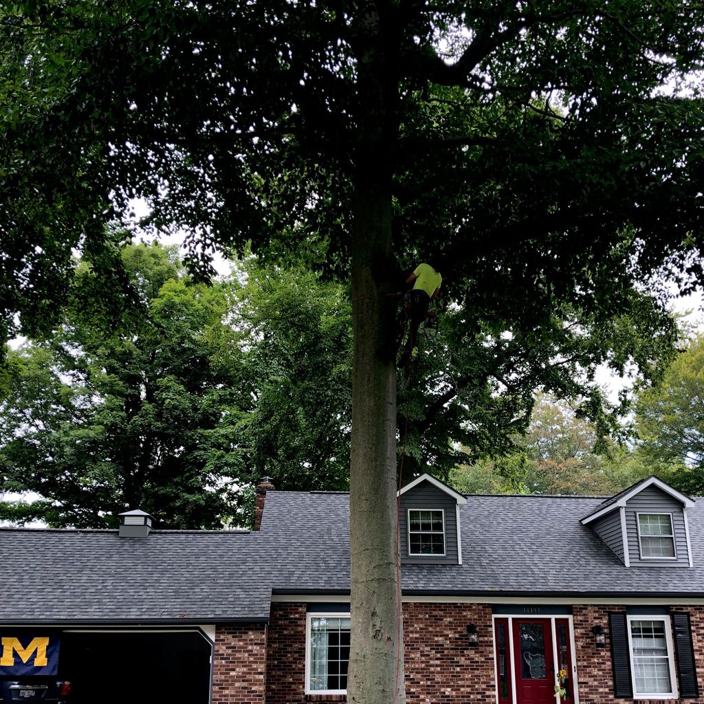 Lee’s tree care and landscaping