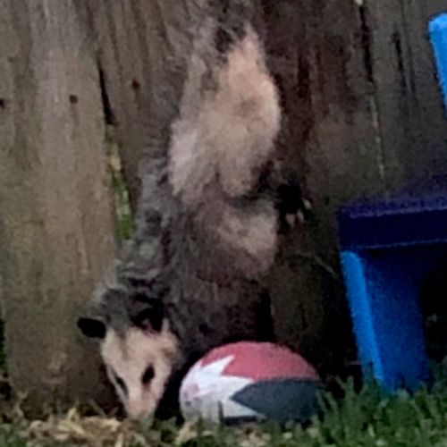 We had a possum stuck in our fence. Dreadful! This