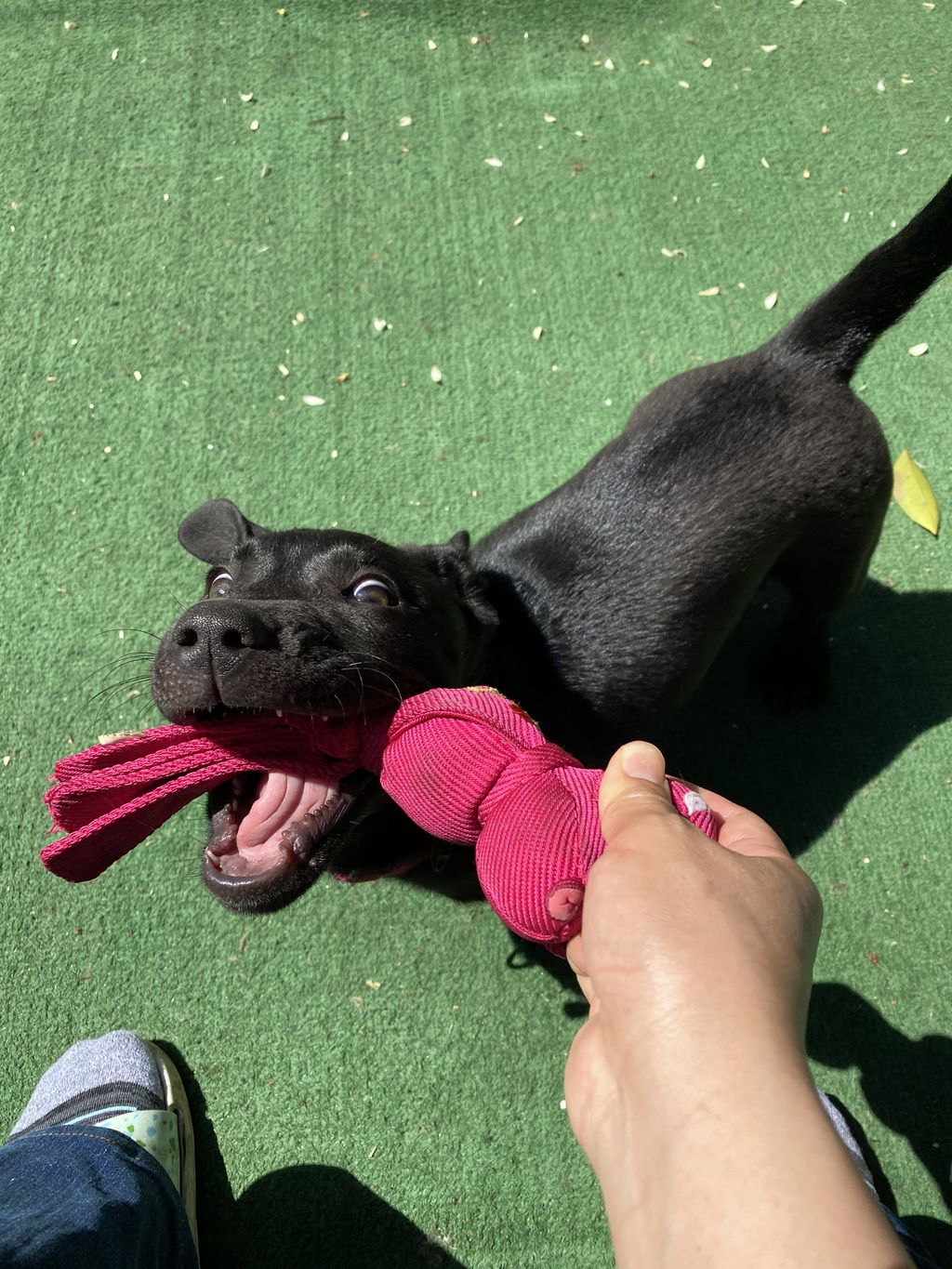Play Tug! 