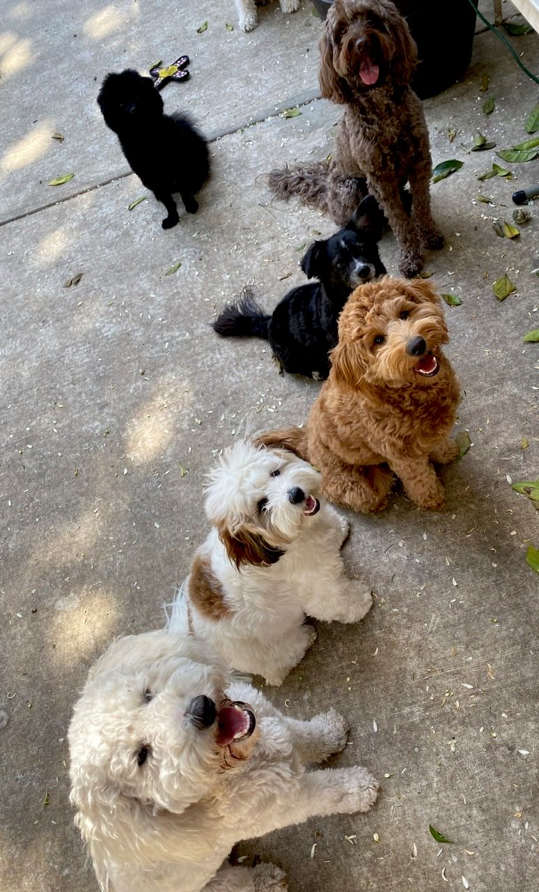Attention All Puppers!