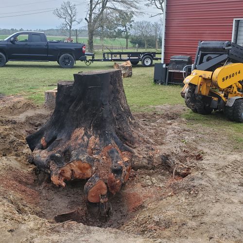 Tree Stump Grinding and Removal