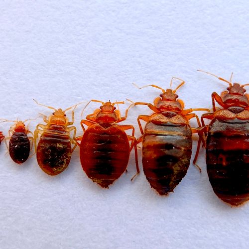 Bed bugs! Nymph to adult.