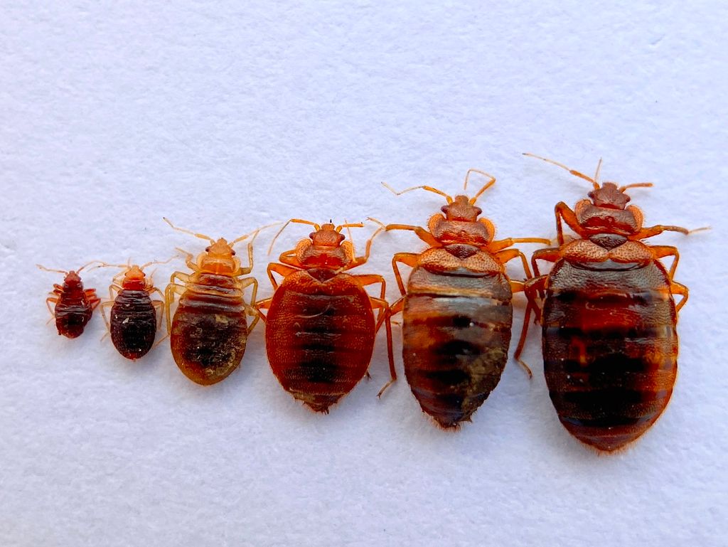 Bed bugs! Nymph to adult.