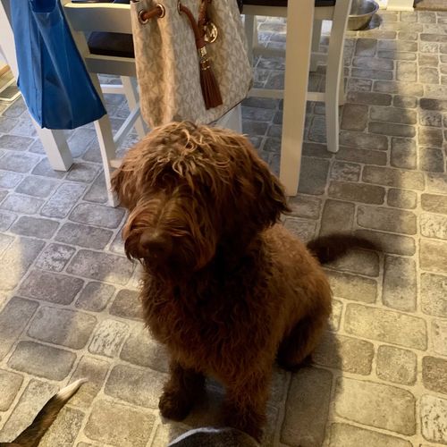 I have an 8 month old F1B Labradoodle who has neve