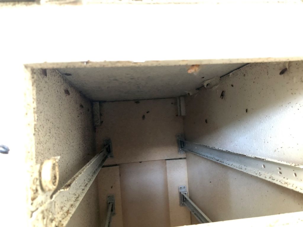 German roaches under kitchen cabinets 