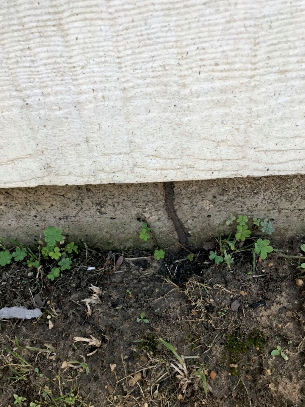 Termite mud tube outside of a home