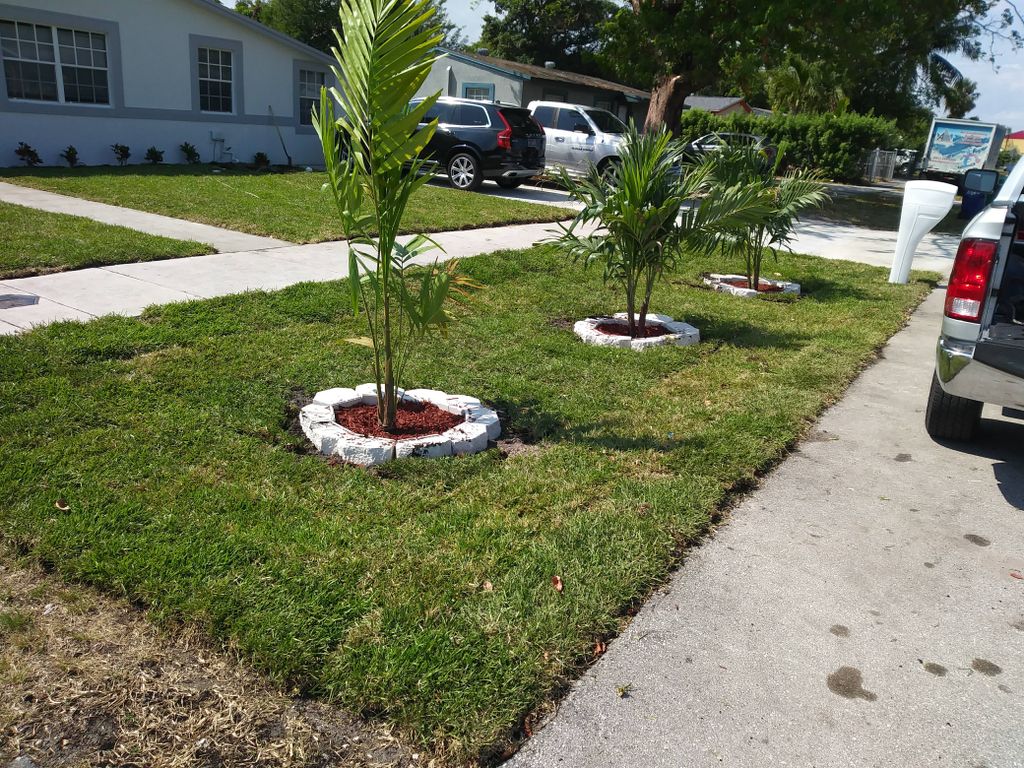 landscaping adoninia palm installation
