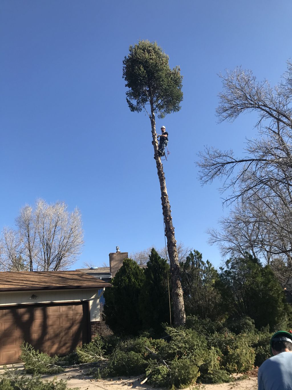 Tree Trimming and Removal